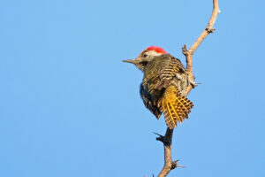 Cardinal Woodpecker