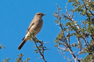 Chat Flycatcher