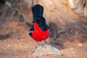 Crimson Breasted Shrike
