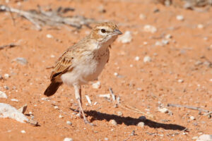 Fawn Coloured Lark