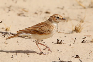 Fawn Coloured Lark