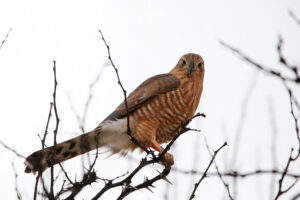 Gabar Goshawk