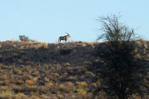 Gemsbok