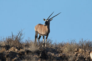 Gemsbok