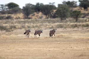 Gemsbok