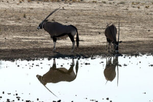 Gemsbok