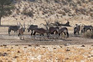 Gemsbok