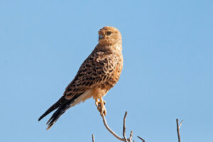 Greater Kestrel