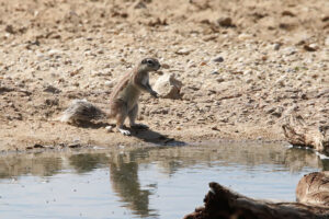 Ground Squirrel