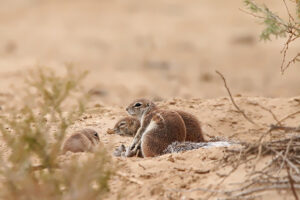 Ground Squirrels