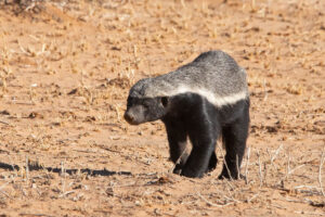 Honey Badger