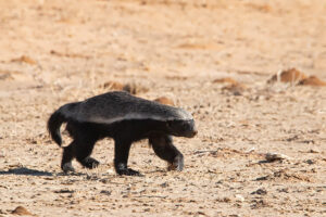 Honey Badger