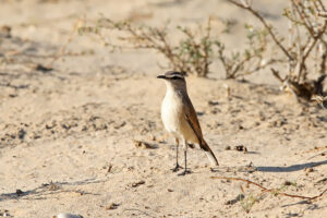 Kalahari Scrub robin