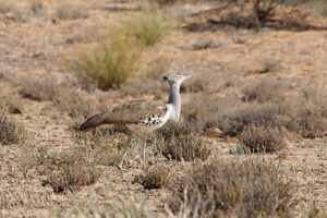 Kori Bustard