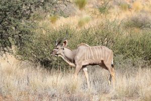 Kudu