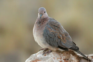 Laughing Dove