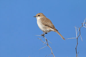 Marico Flycatcher