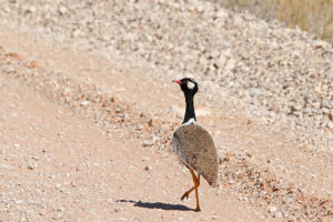 Northern Black Korhaan