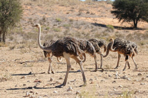 Ostrich