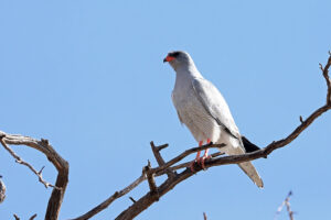 Pale Chanting Goshawk