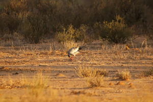 Pale Chanting Goshawk