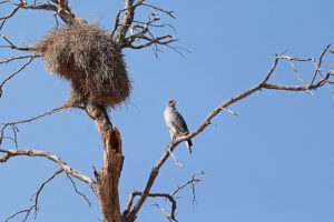 Pale Chanting Goshawk