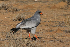 Pale Chanting Goshawk