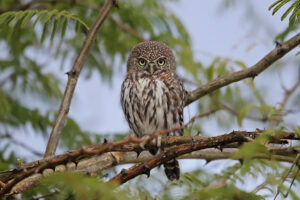 Pearl_Spotted_Owlet