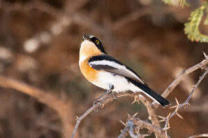 Pririt Batis