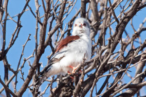 Pygmy Falcon