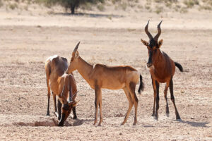 Red Hartebeest