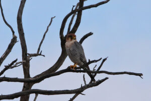 Red Necked Falcon