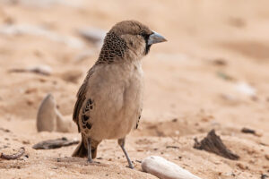 Sociable Weaver