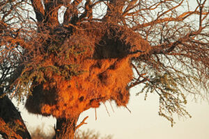 Sociable Weaver Nest