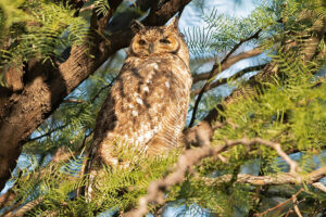 Spotted Eagle Owl