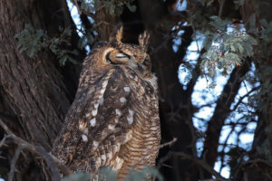 Spotted Eagle Owl