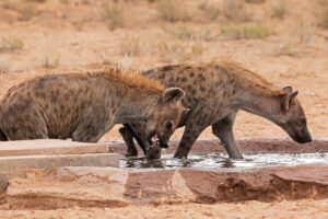 Spotted Hyena