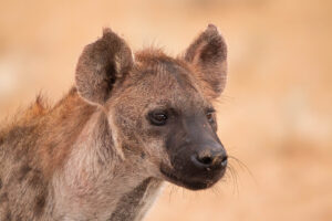 Spotted Hyena