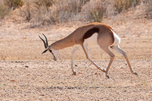 Springbok