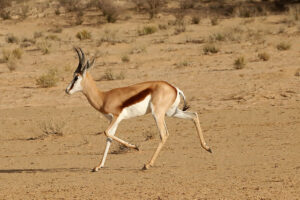 Springbok