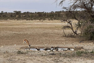 Springbok