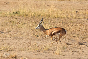 Springbok