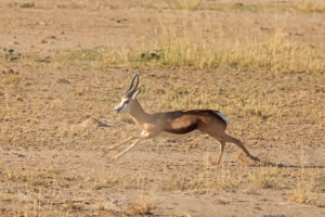 Springbok