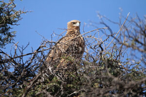 Tawney Eagle