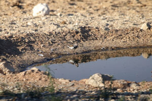 Three Banded Plover