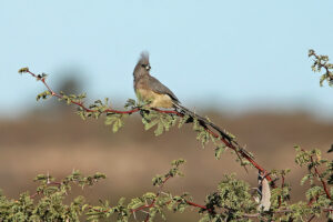 White Backed Mousebird