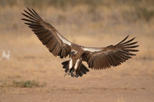 White Backed Vulture