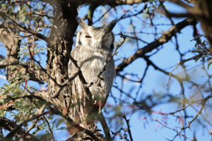 White Faced Owl