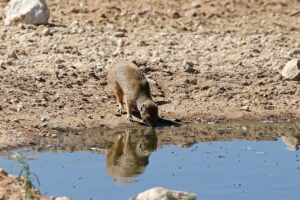 Yellow Mongoose