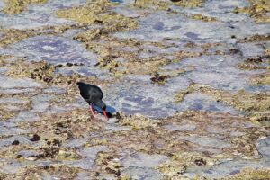 African Black Oystercatcher